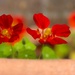 Nasturtium flowers by alison59