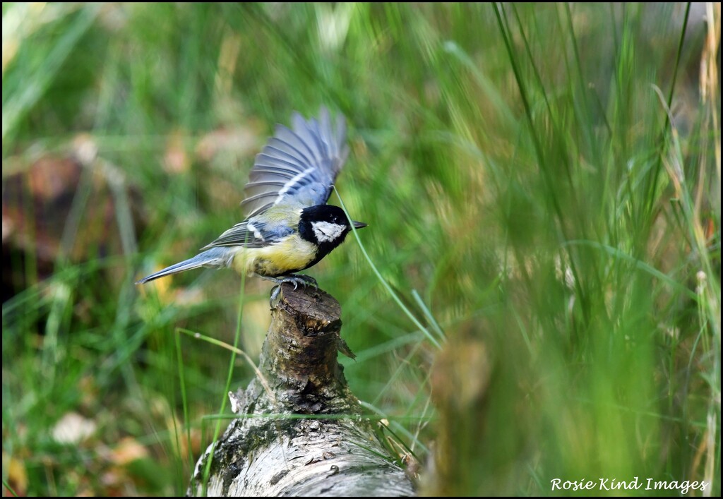 Little great tit by rosiekind