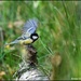 Little great tit by rosiekind