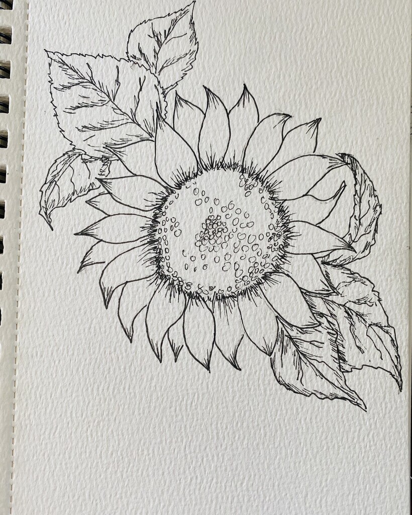 Sunflower drawing by mtb24