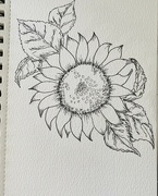 16th Aug 2024 - Sunflower drawing