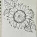 Sunflower drawing by mtb24