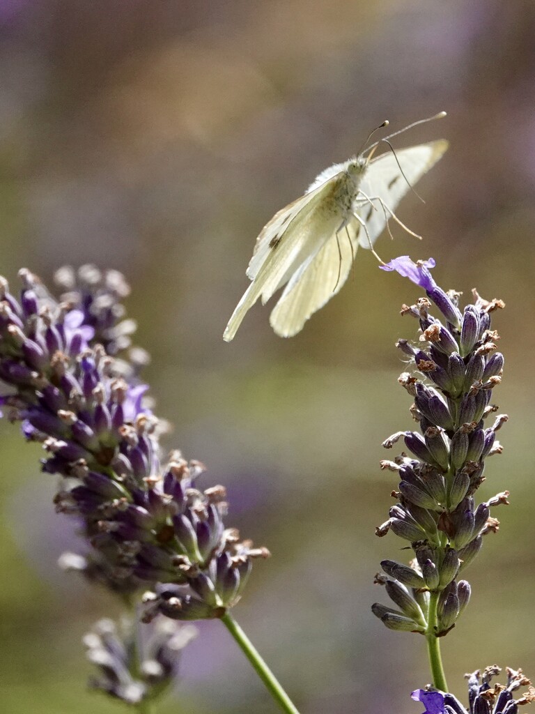 Cabbage White  by phil_sandford