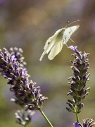 16th Aug 2024 - Cabbage White 