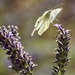 Cabbage White  by phil_sandford