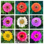 14th Aug 2024 - Zinnia