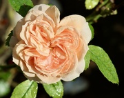 16th Aug 2024 - Peach rose