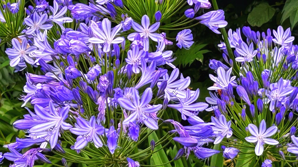 Agapanthus  by carole_sandford