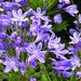 Agapanthus  by carole_sandford