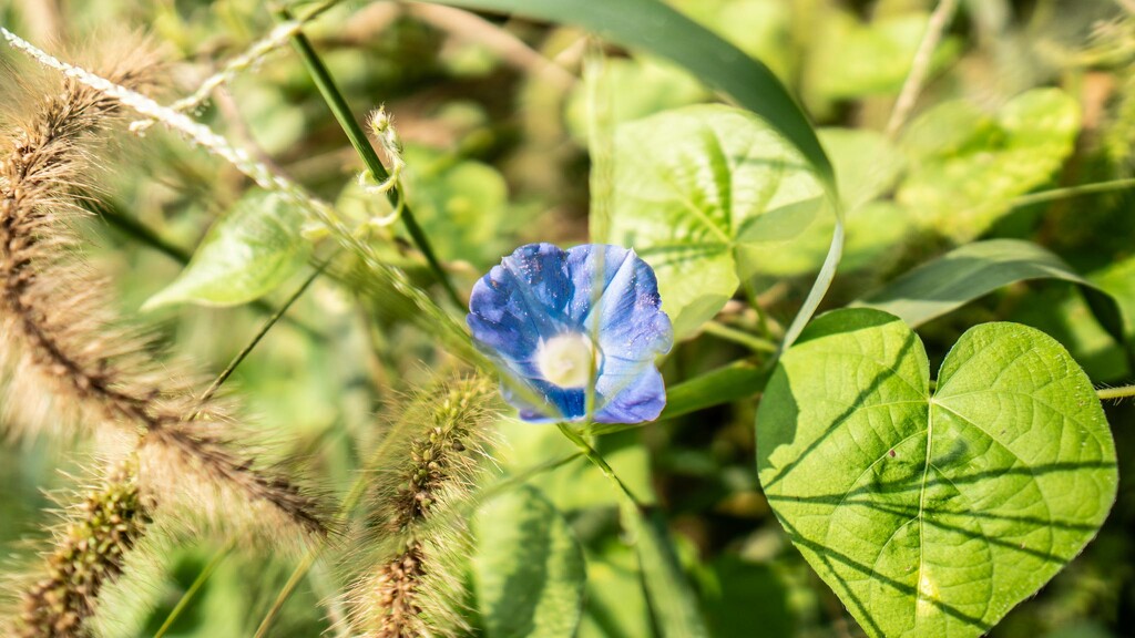 The morning glory by randystreat