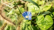 16th Aug 2024 - The morning glory