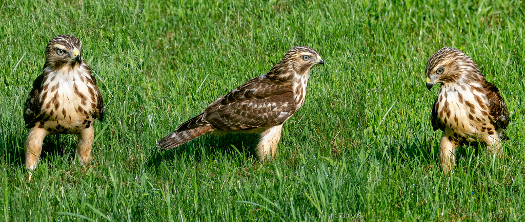 Red-shouldered Hawk by lifeisfullofpictures