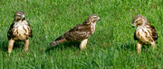 16th Aug 2024 - Red-shouldered Hawk