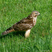 Red-shouldered Hawk by lifeisfullofpictures