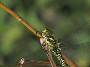 16th Aug 2024 - Dragonfly