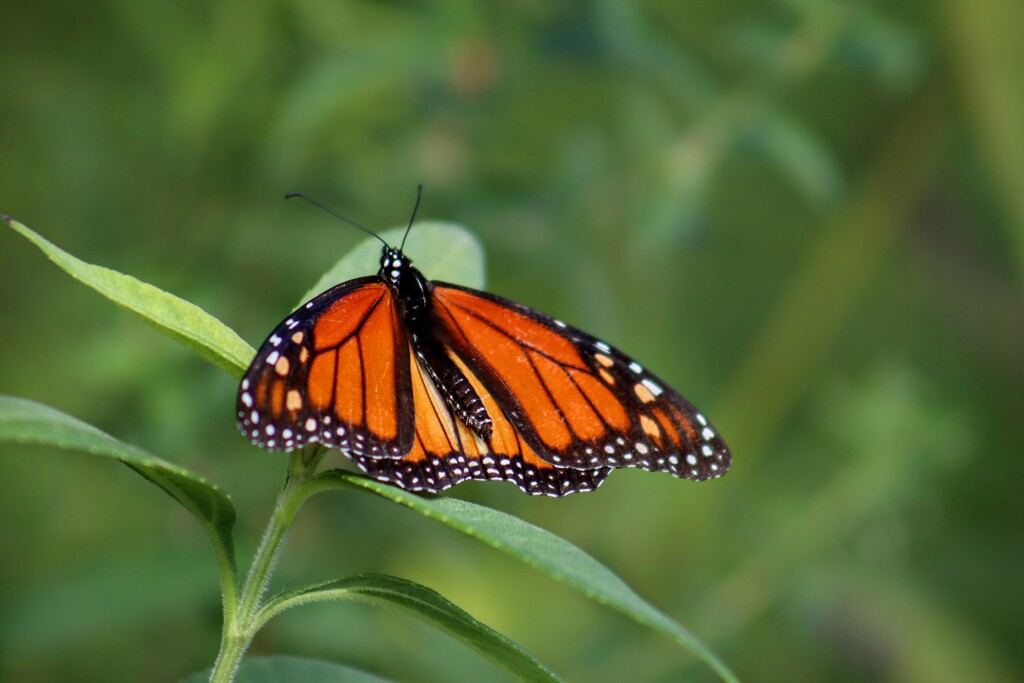 Monarch of the Riverbank by princessicajessica