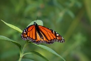 11th Aug 2024 - Monarch of the Riverbank