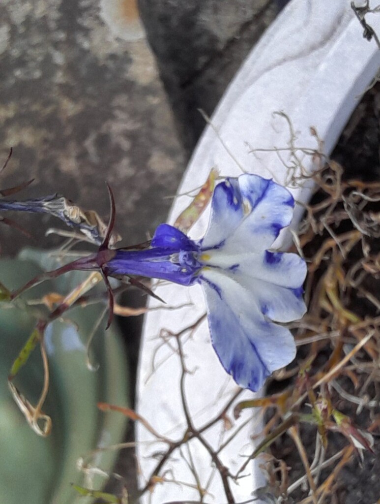 Marbled lobelia  by anniesue