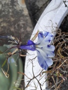 16th Aug 2024 - Marbled lobelia 