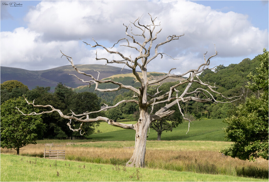 Dead Tree by pcoulson