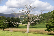 16th Aug 2024 - Dead Tree