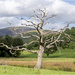 Dead Tree by pcoulson