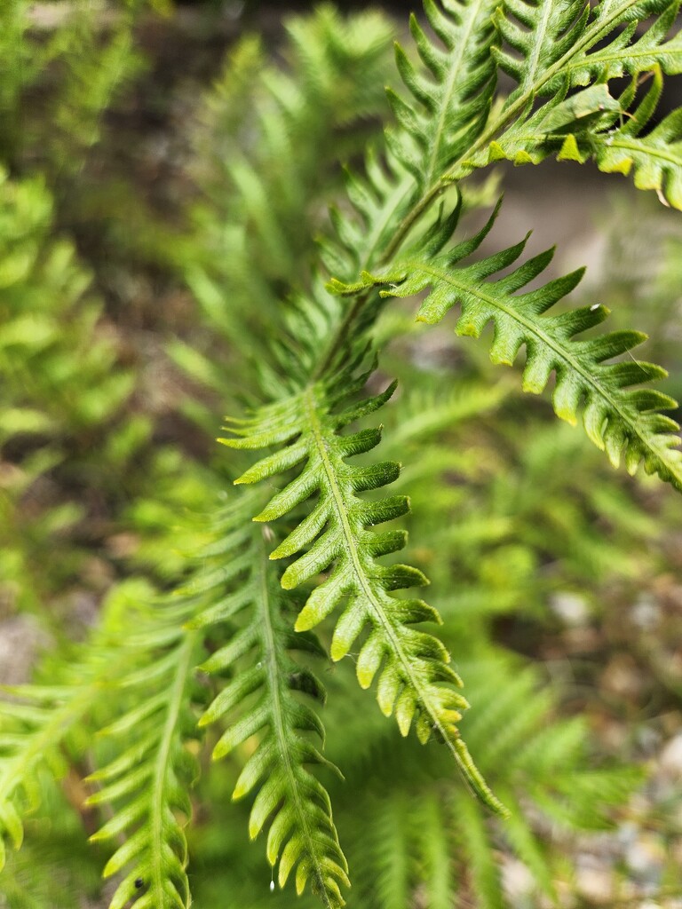 Fern by mariaostrowski