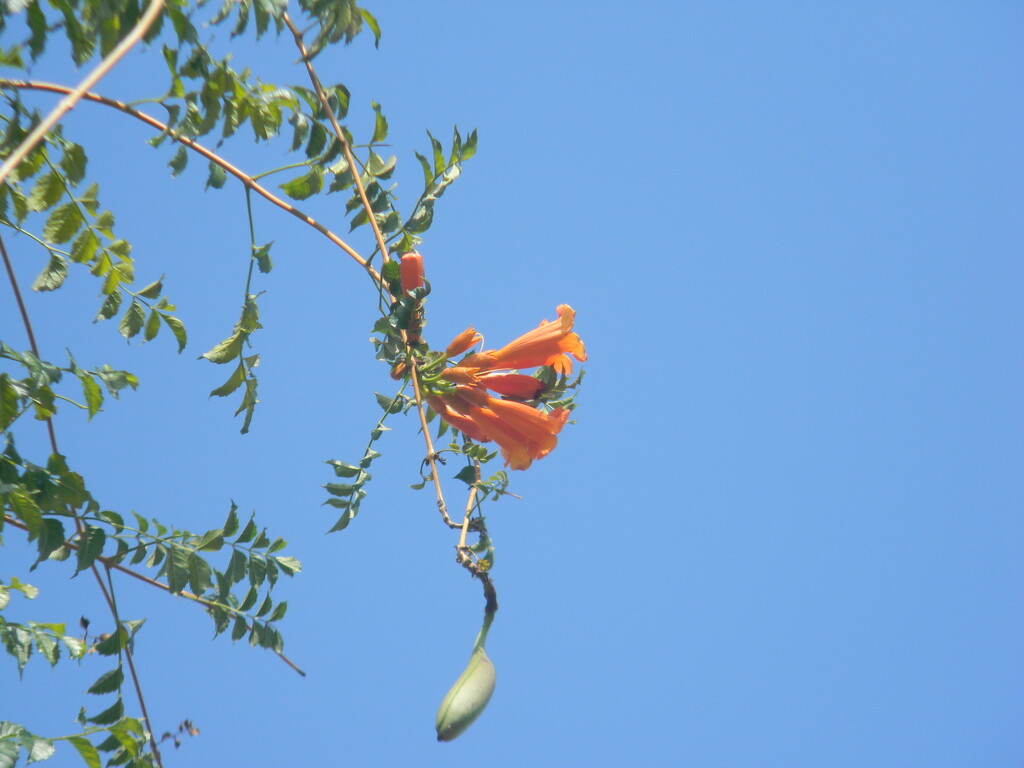 Orange Trumpet Vine Flowers  by sfeldphotos