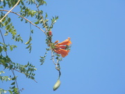 16th Aug 2024 - Orange Trumpet Vine Flowers 