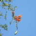 Orange Trumpet Vine Flowers  by sfeldphotos