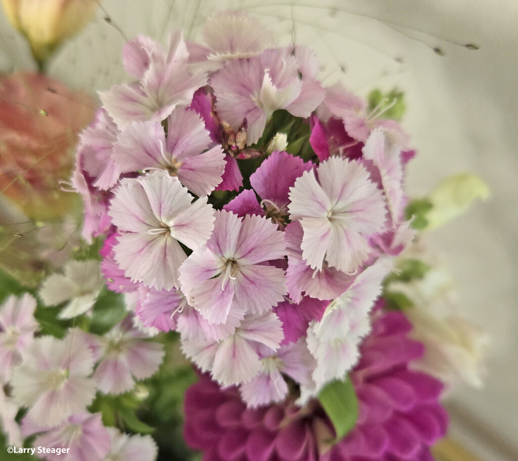 Dianthus Pink Magic by larrysphotos