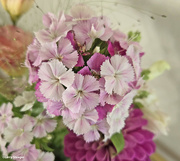 16th Aug 2024 - Dianthus Pink Magic