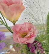 16th Aug 2024 - Lisianthus