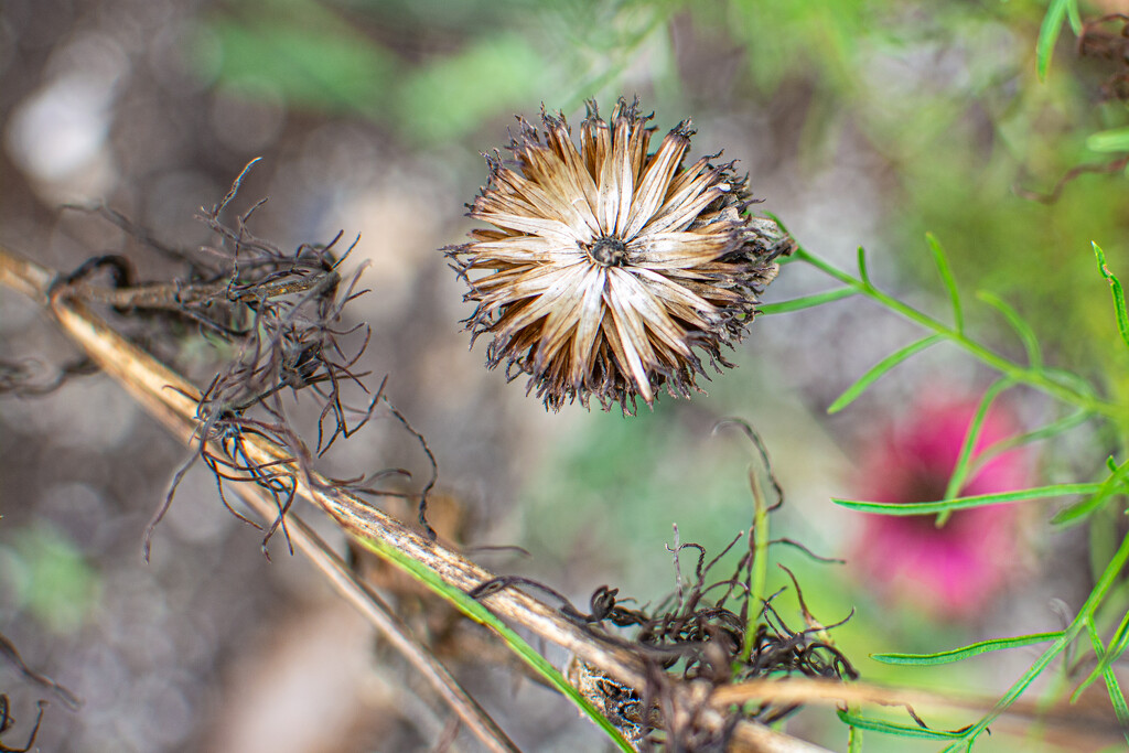 Future flowers... by thewatersphotos