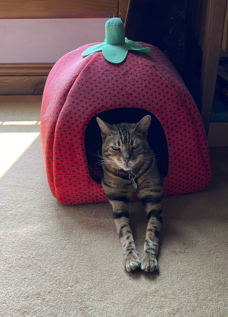 1 - Merlin in his Strawberry bed by marshwader