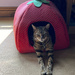 1 - Merlin in his Strawberry bed by marshwader