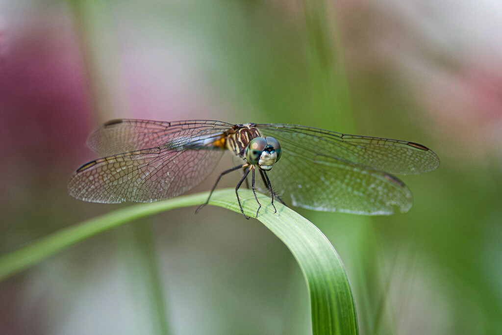 Blue Dasher by berelaxed