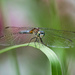 Blue Dasher by berelaxed