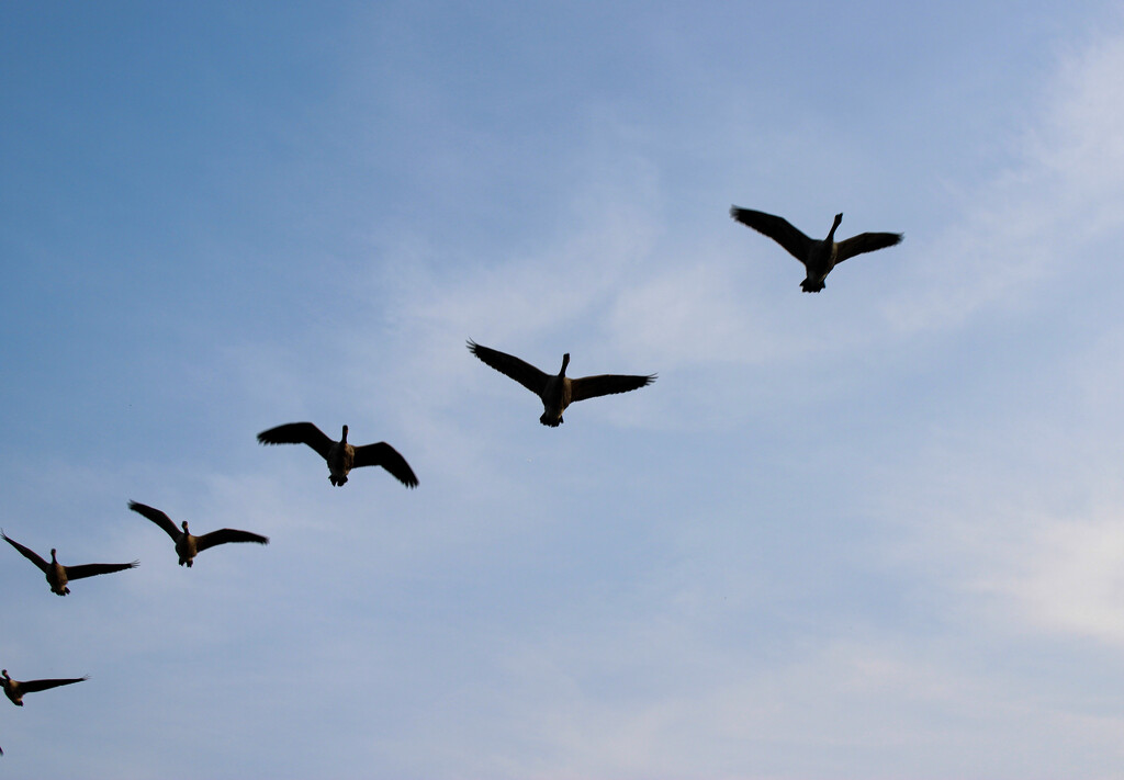 Day 5 - Geese overhead by maggierileyphoto