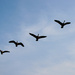 Day 5 - Geese overhead by maggierileyphoto