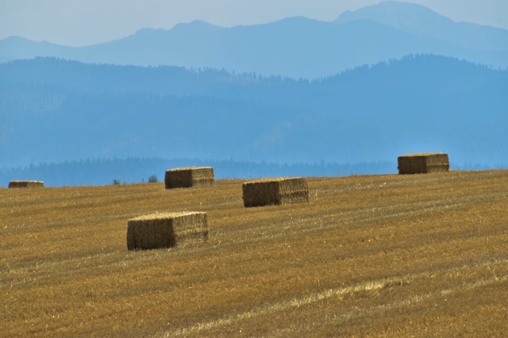 Rectangular Hay Bales by bjywamer