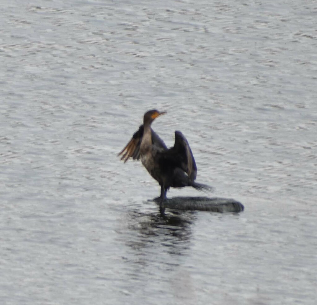 Dancing (?) Cormorant by bjywamer