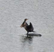 16th Aug 2024 - Dancing (?) Cormorant