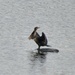 Dancing (?) Cormorant by bjywamer