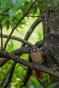 15th Aug 2024 - New Feathers