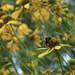 Visitor in the garden by mltrotter