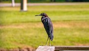 16th Aug 2024 - Little Blue Heron on the Rail!