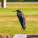 Little Blue Heron on the Rail! by rickster549