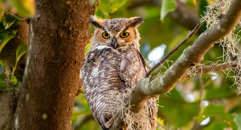 Tonight's Great Horned Owl! by rickster549