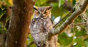 16th Aug 2024 - Tonight's Great Horned Owl!